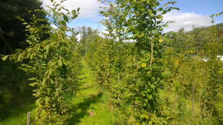 Carpinus betulus, habr obecný 200cm+ živý plot 50ks+